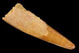 Fossil Pterosaur (Siroccopteryx) Tooth - Morocco #140700-1